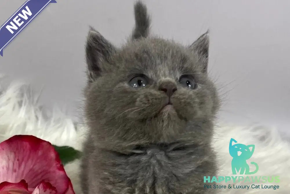 Andy British Shorthair male blue - live animals