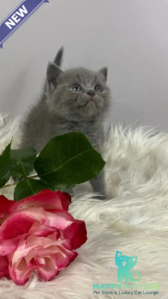 Andy British Shorthair male blue - live animals