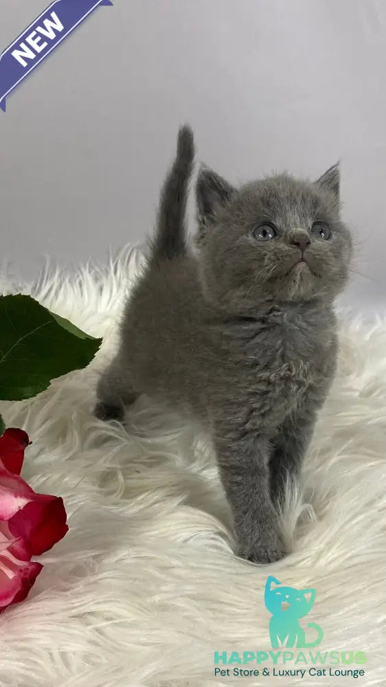 Andy British Shorthair male blue - live animals