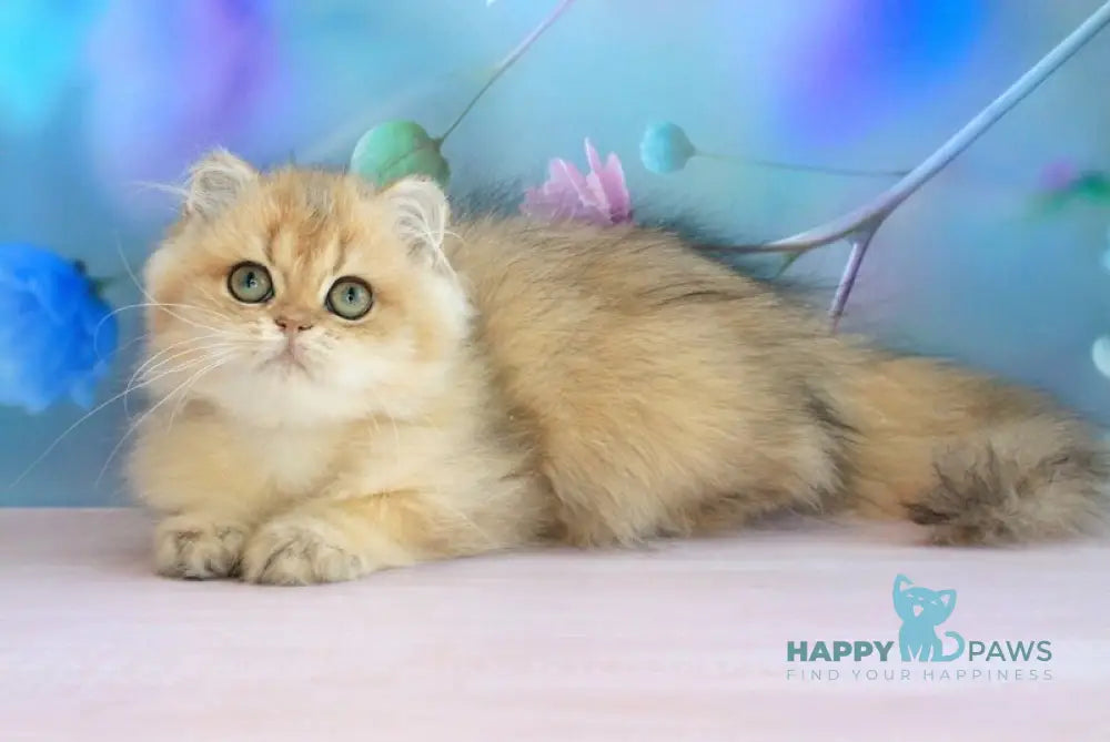 Anechka British Longhair female black golden shaded live animals
