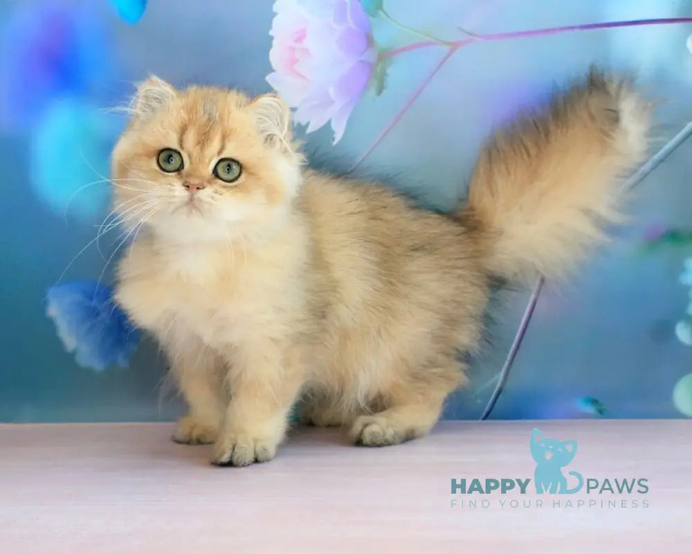 Anechka British Longhair female black golden shaded live animals
