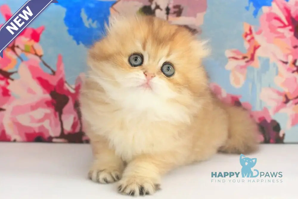 Anechka British Longhair female black golden shaded live animals