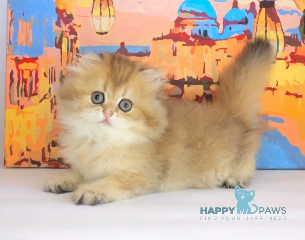 Anechka British Longhair female black golden shaded live animals