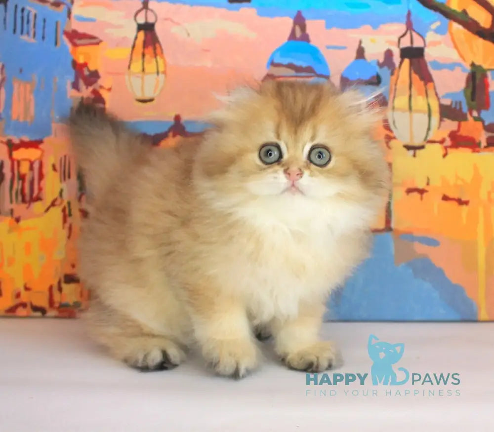 Anechka British Longhair female black golden shaded live animals