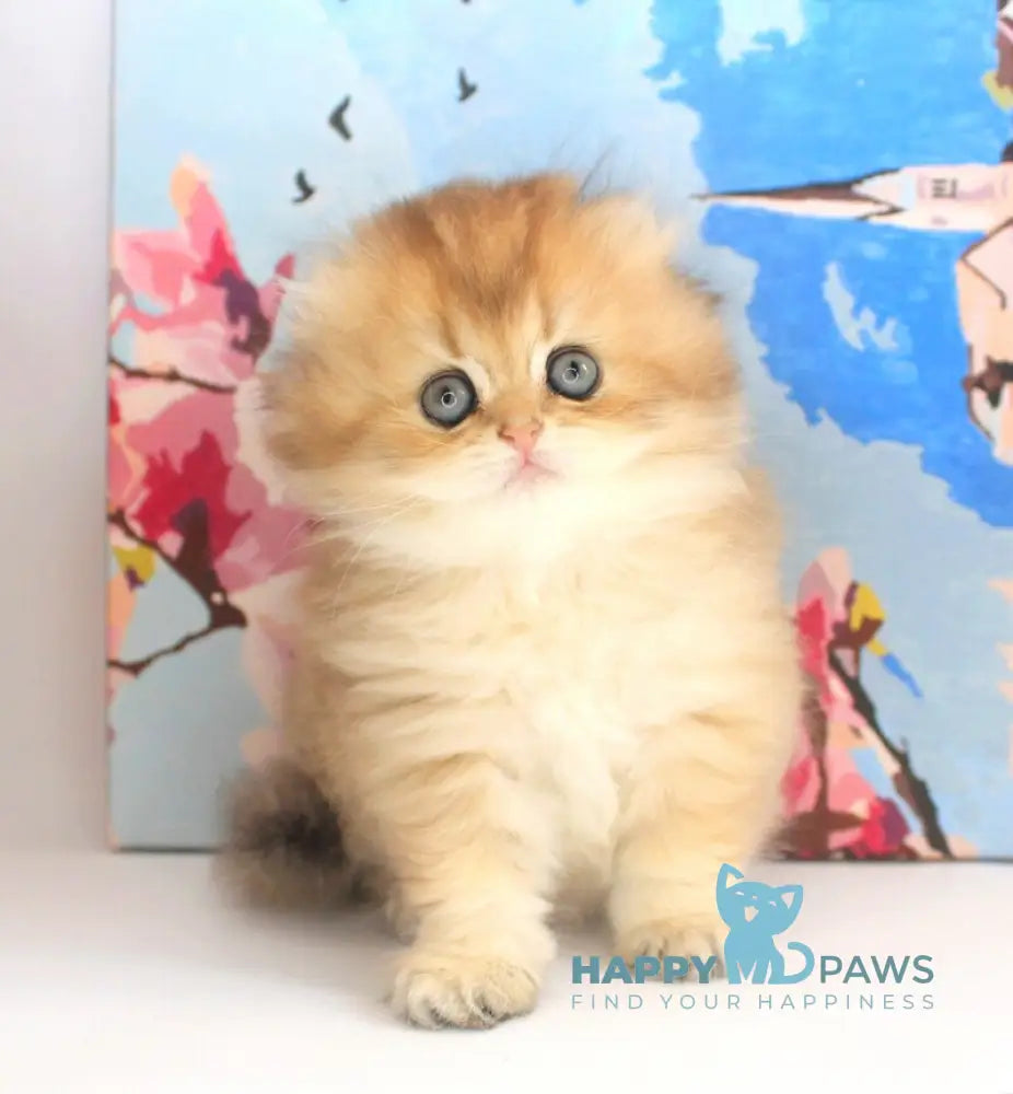 Anechka British Longhair female black golden shaded live animals