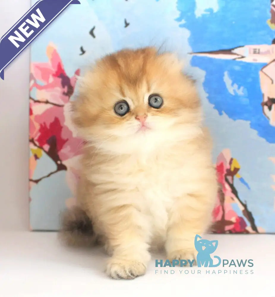 Anechka British Longhair female black golden shaded live animals
