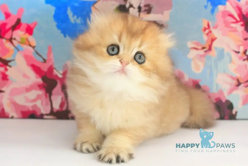 Anechka British Longhair female black golden shaded live animals