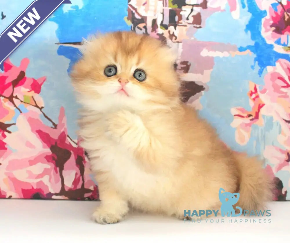 Anechka British Longhair female black golden shaded live animals