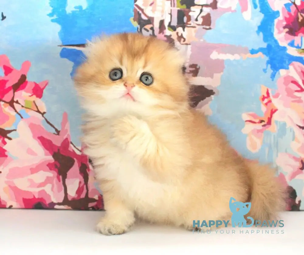 Anechka British Longhair female black golden shaded live animals