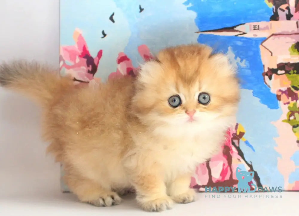 Anechka British Longhair female black golden shaded live animals
