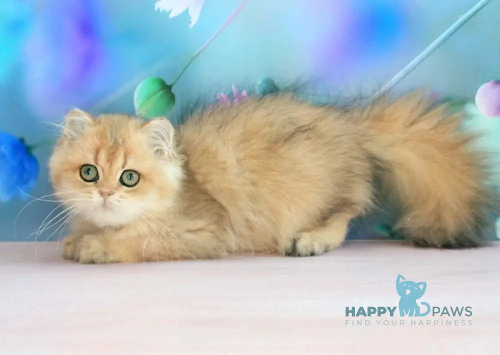 Anechka British Longhair female black golden shaded live animals