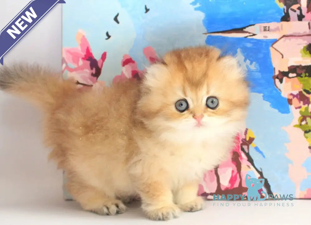 Anechka British Longhair female black golden shaded live animals