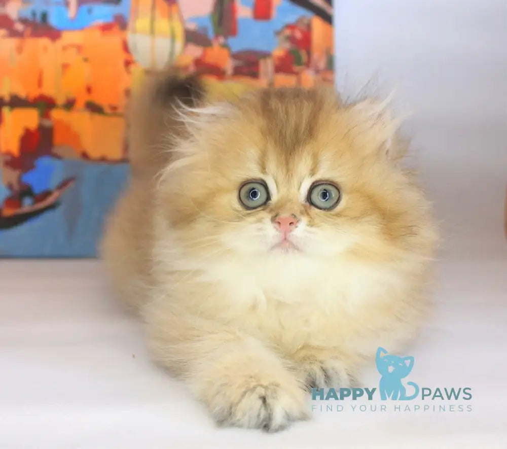 Anechka British Longhair female black golden shaded live animals