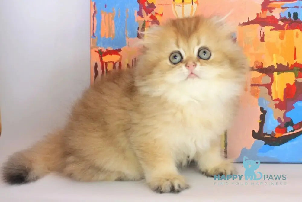 Anechka British Longhair female black golden shaded live animals
