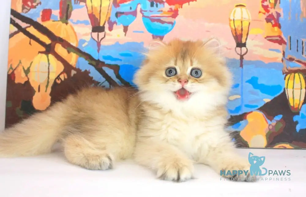 Anechka British Longhair female black golden shaded live animals