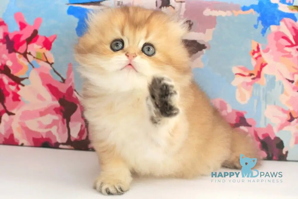 Anechka British Longhair female black golden shaded live animals