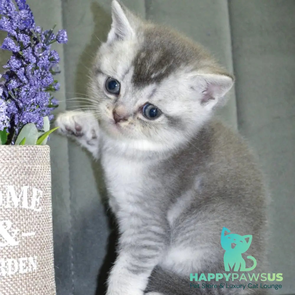 Anet Scottish Straight female blue silver ticked tabby - live animals