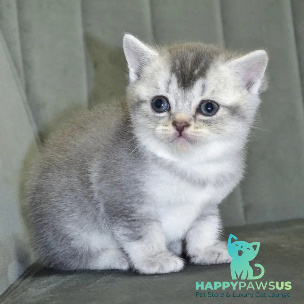 Anet Scottish Straight female blue silver ticked tabby - live animals