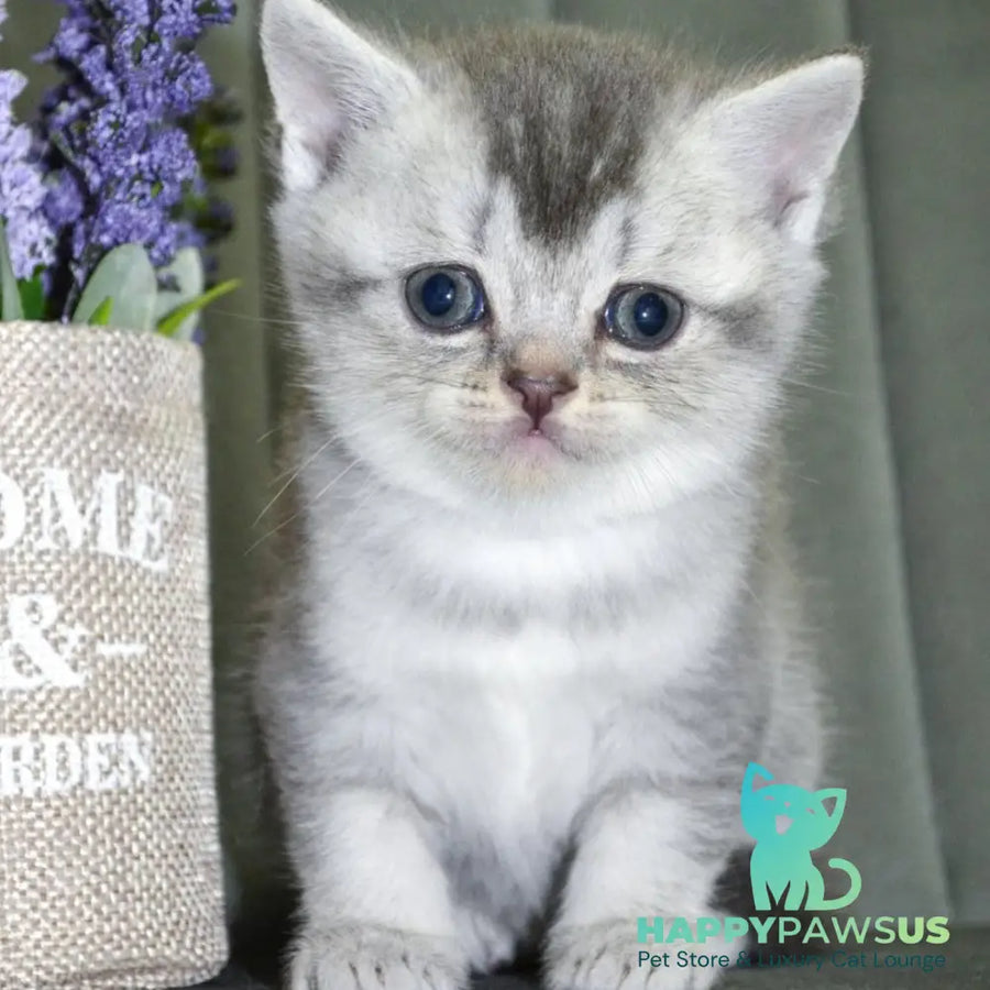 Anet Scottish Straight female blue silver ticked tabby - live animals