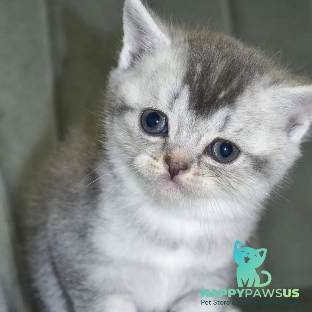 Anet Scottish Straight female blue silver ticked tabby - live animals