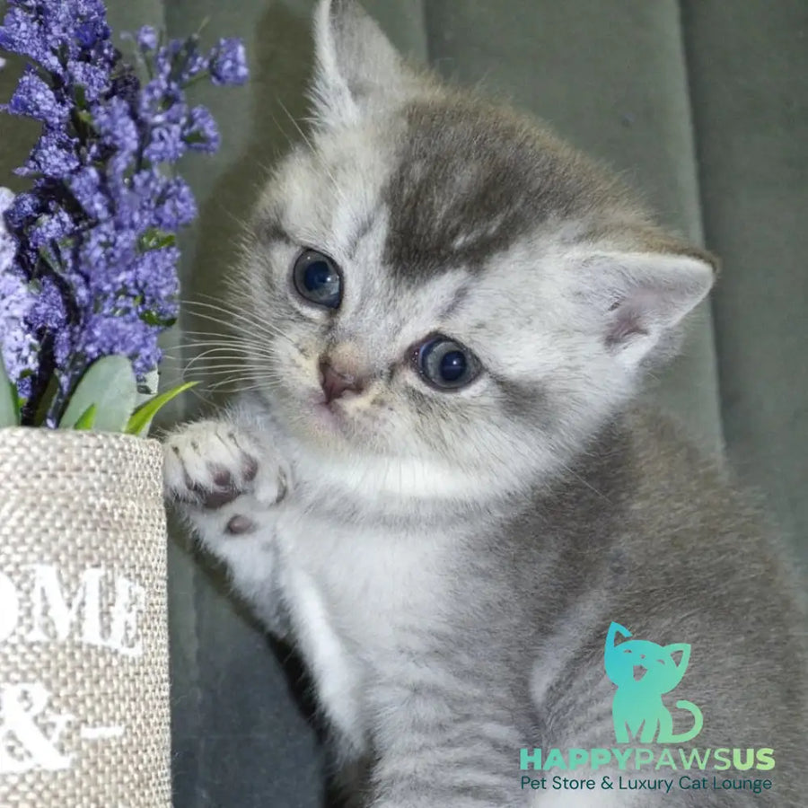 Anet Scottish Straight female blue silver ticked tabby - live animals