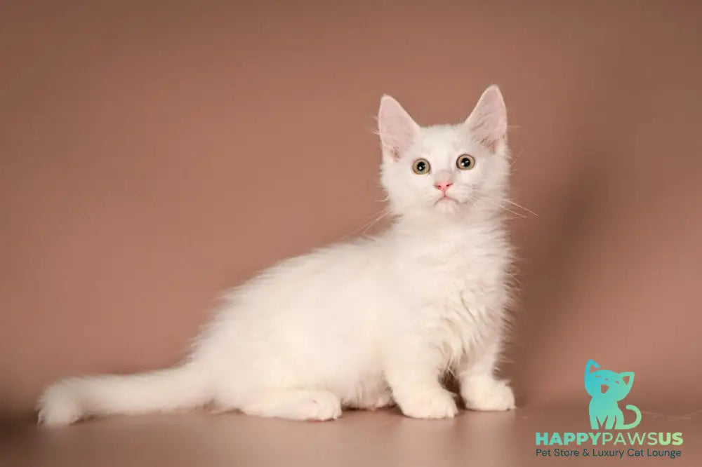 Anetta Munchkin female white - live animals