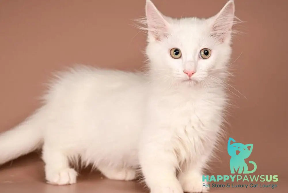 Anetta Munchkin female white - live animals