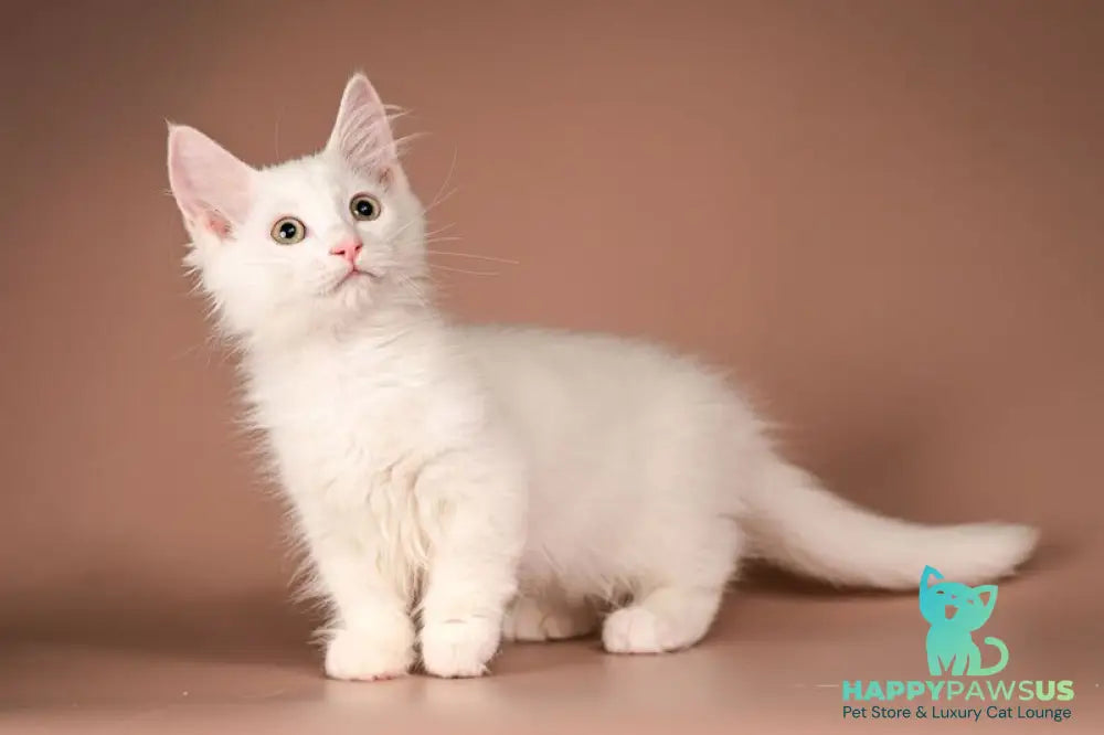 Anetta Munchkin female white - live animals