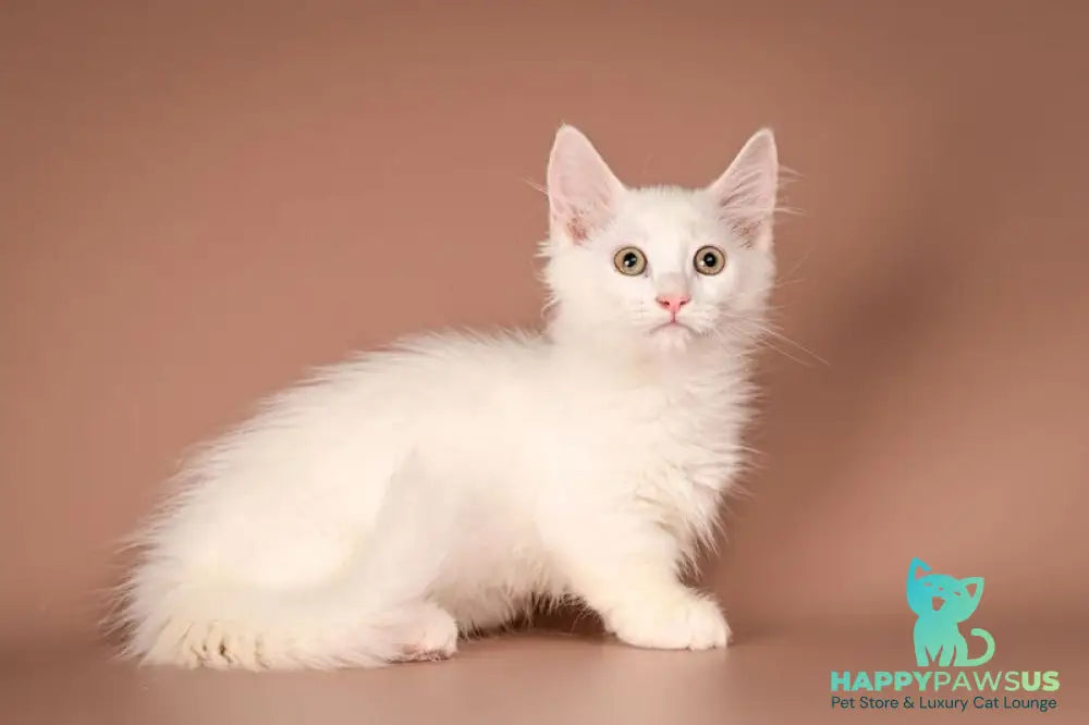 Anetta Munchkin female white - live animals