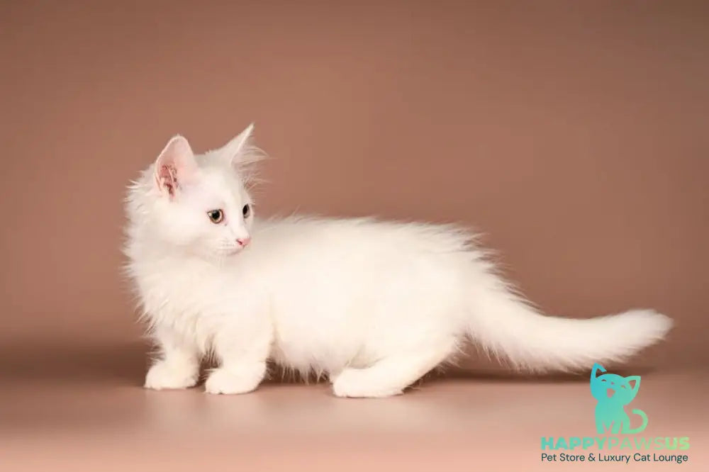 Anetta Munchkin female white - live animals