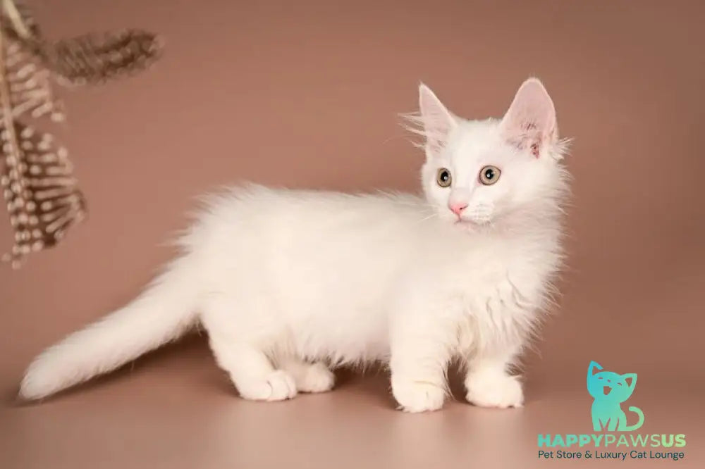 Anetta Munchkin female white - live animals
