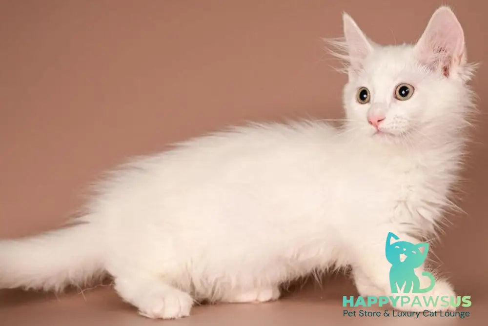 Anetta Munchkin female white - live animals