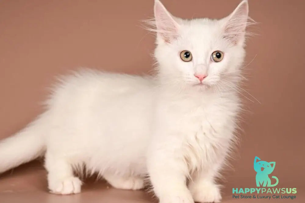 Anetta Munchkin female white - live animals