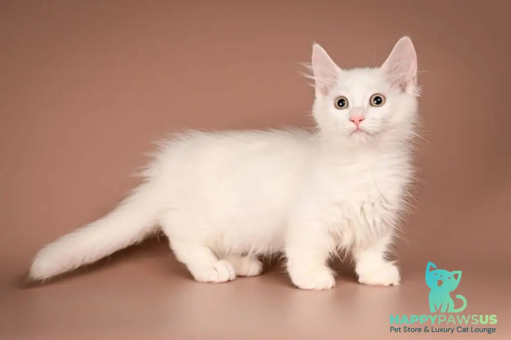 Anetta Munchkin female white - live animals