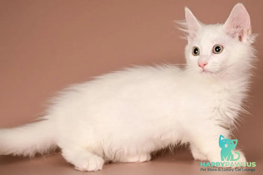 Anetta Munchkin female white - live animals