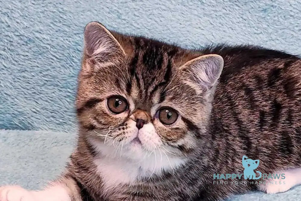 Anfisa Exotic female black spotted tabby bicolour live animals