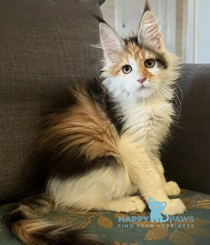 Anfisa Maine Coon female black tortie bicolour live animals