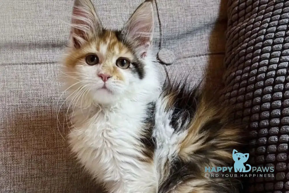 Anfisa Maine Coon female black tortie bicolour live animals