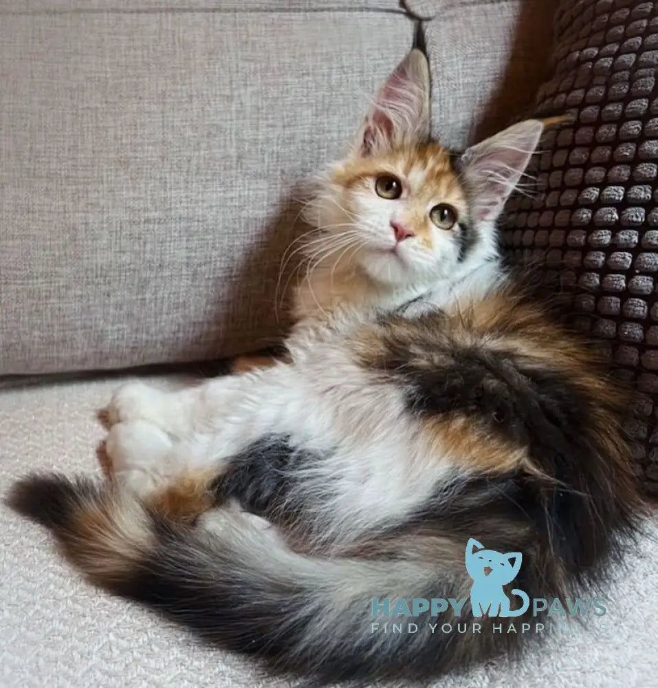 Anfisa Maine Coon female black tortie bicolour live animals