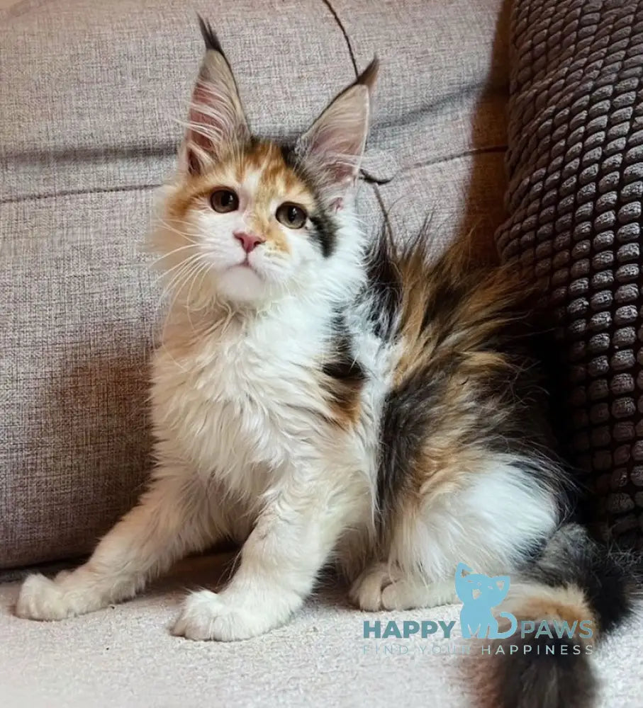 Anfisa Maine Coon female black tortie bicolour live animals