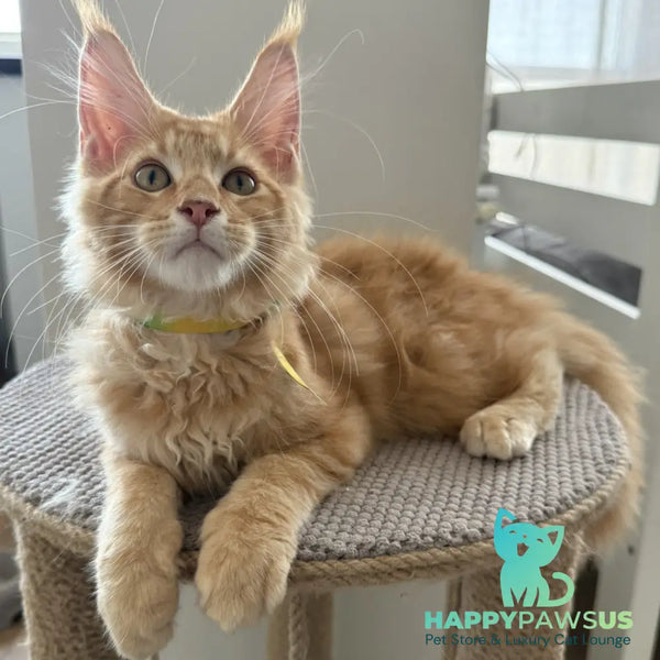 Anfisa Maine Coon female red tabby - live animals
