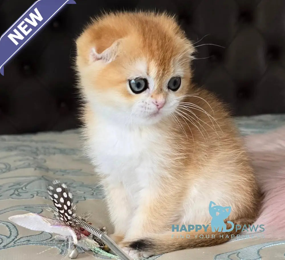 Anfisa Scottish Fold female black golden chinchilla live animals