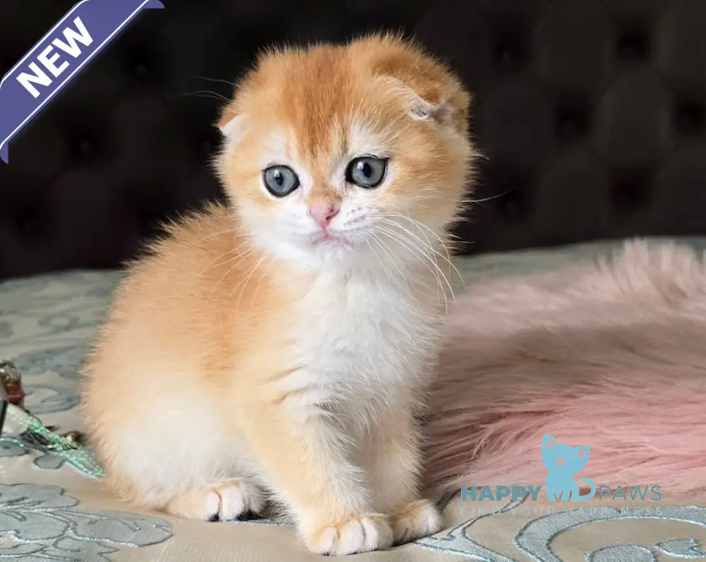 Anfisa Scottish Fold female black golden chinchilla live animals