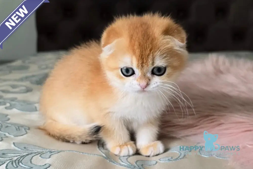 Anfisa Scottish Fold female black golden chinchilla live animals