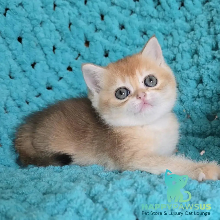 Anfisa Scottish Straight female black golden shaded - live animals