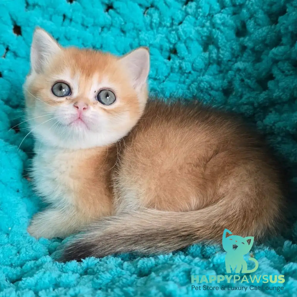 Anfisa Scottish Straight female black golden shaded - live animals