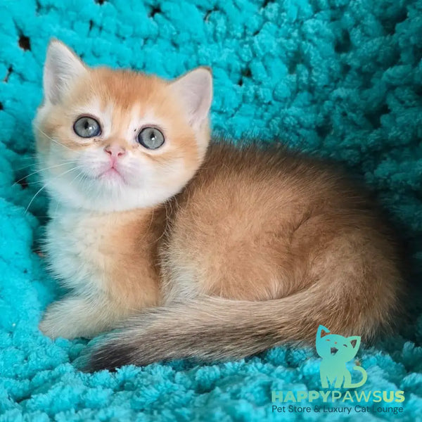 Anfisa Scottish Straight female black golden shaded - live animals