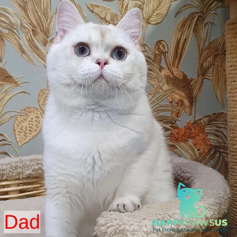 Anfisa Scottish Straight female black golden shaded - live animals