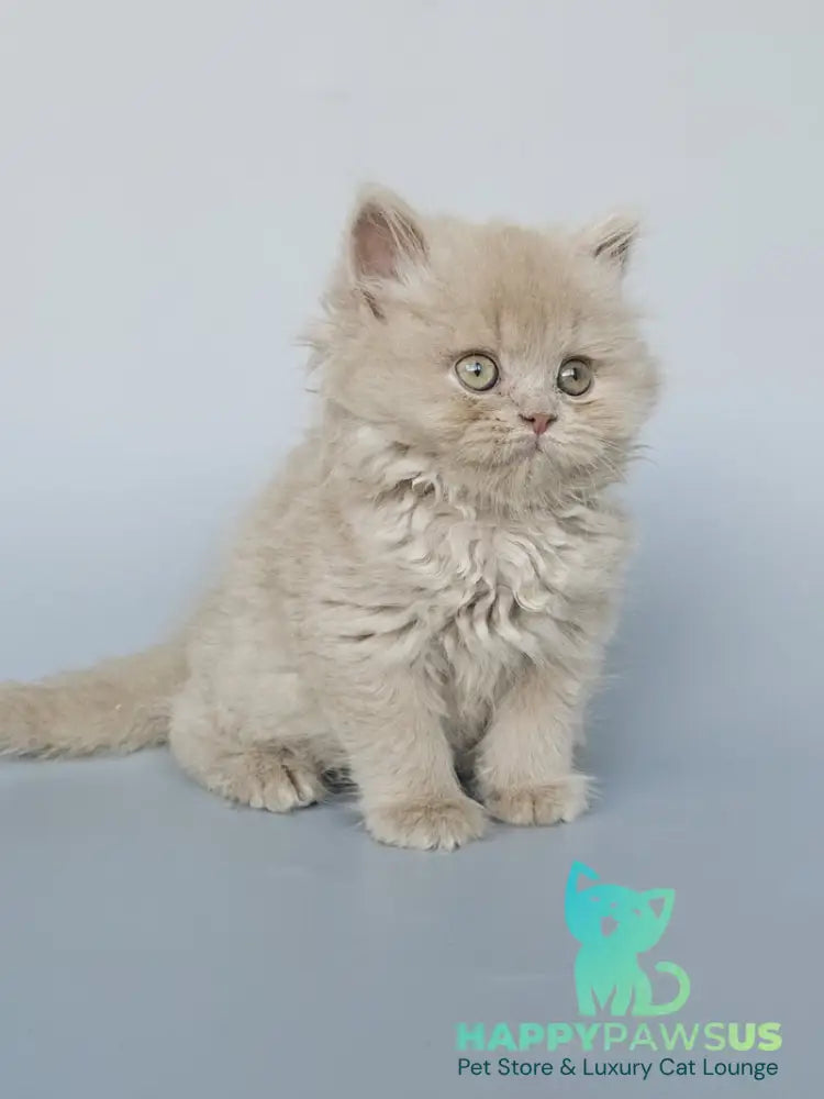 Angel British Longhair male fawn - live animals