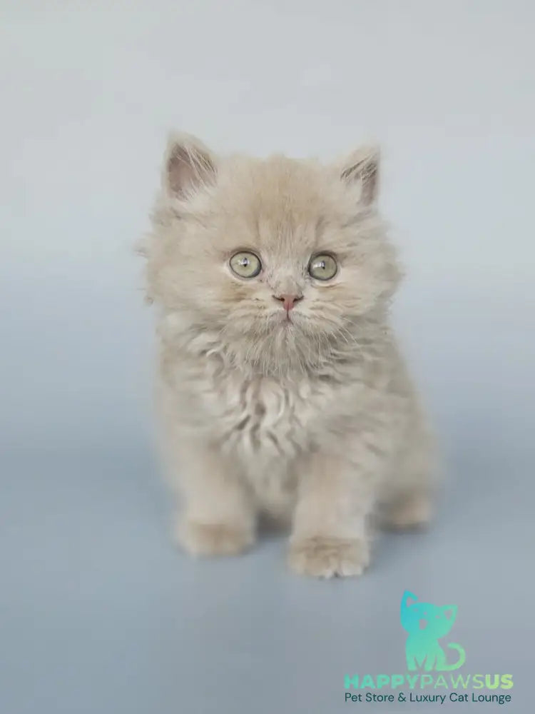 Angel British Longhair male fawn - live animals